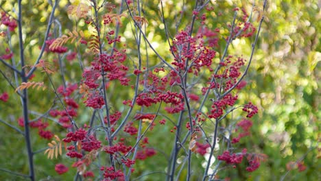 colorful autumn nature background on the backdrop yellow and green leaves on the foreground red rowan