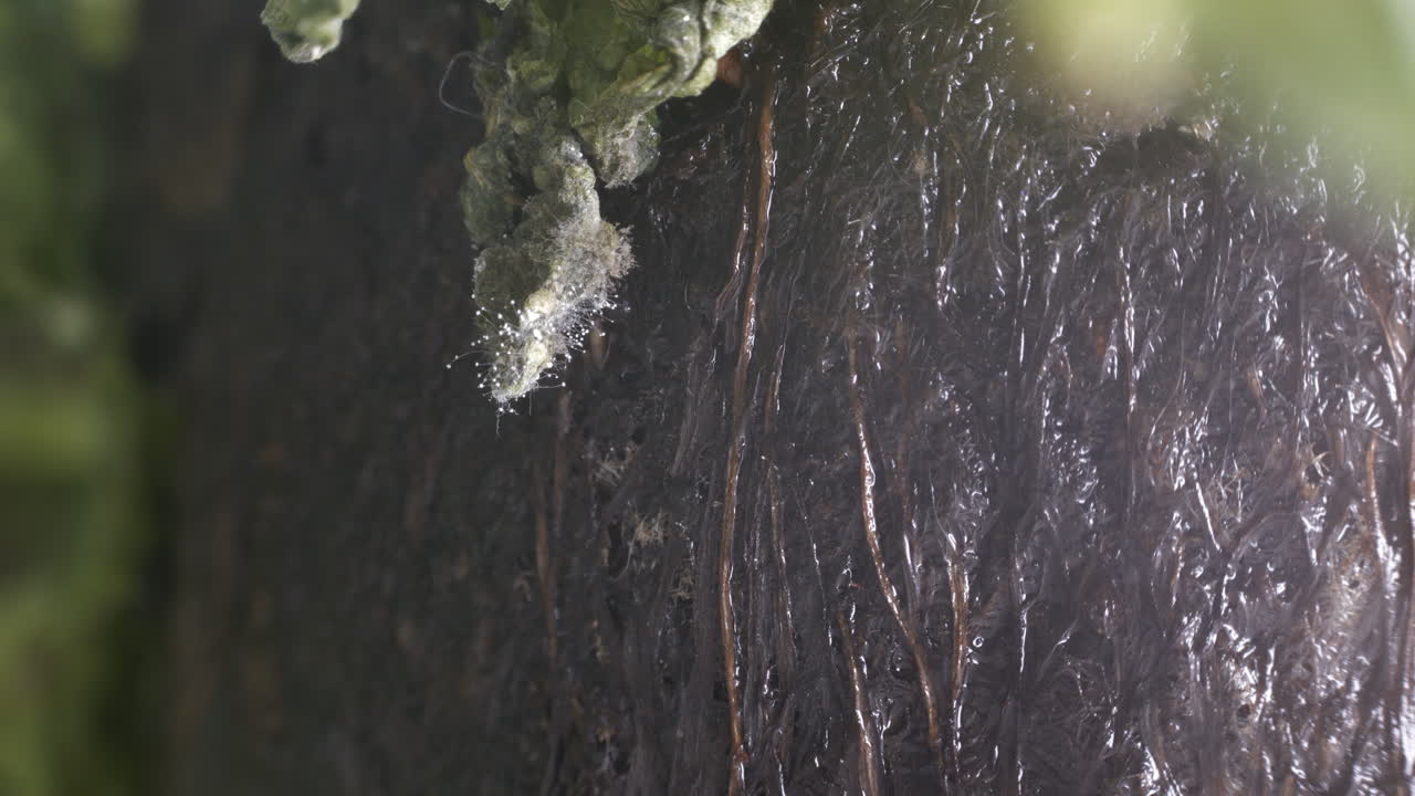 활성 미생물 박테리아 곰팡이 및 식물에서 움직이는 기생충은 극단적인 매크로 샷을 남깁니다.