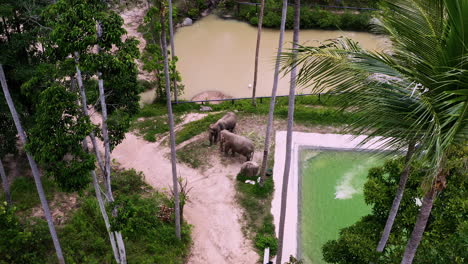 Asian-elephants-grazing-below-windblown-palms-in-elephant-sanctuary