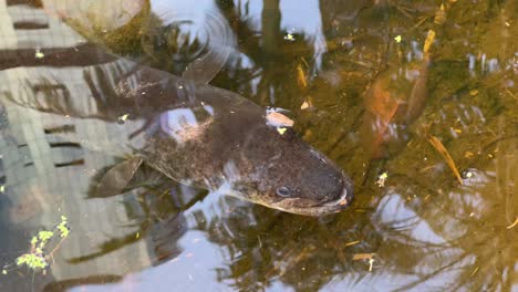 Wild-speckled-longfin-eel,-anguilla-reinhardtii-spotted-underwater-at-Queen's-park-Brisbane-botanical-garden,-with-urban-building-reflection-on-the-calm-water-surface-on-a-beautiful-sunny-day