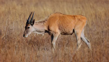 eland in the african savanna