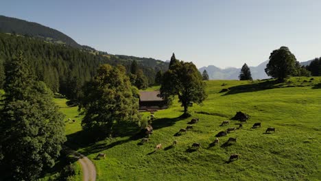 Tierhaltung-Und-Viehzucht,-Reiten,-Hirten,-Bewegung-Von-Herden,-Schafen,-Kühen-Für-Landwirtschaftliche-Zwecke,-Milch,-Fleisch-Und-Produkte-Der-Einheimischen-In-Den-Alpen,-Schweizer-Hochland,-Bergwald,-Kiefernnatur