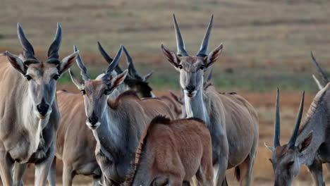 herd of eland antelope in african savanna