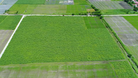 Toma-Aérea-De-Una-Hermosa-Granja-Verde-Con-Pequeños-Caminos-A-Su-Lado