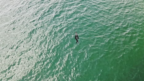 lobo marino del cabo nadando en el mar azul profundo en vleesbaai, cabo occidental, sudáfrica durante el día