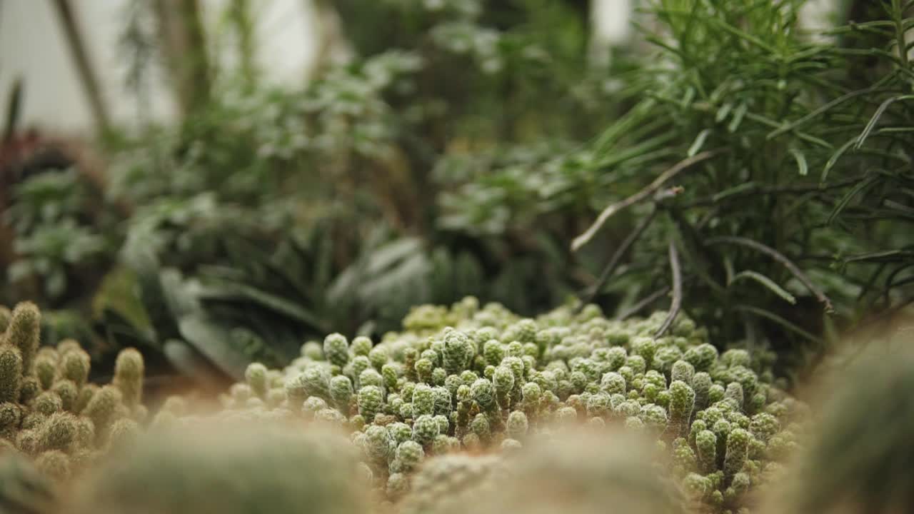muchos mini cactus en crecimiento en el conservatorio rodeados de otras plantas y vegetación a cámara lenta