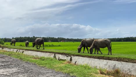 Indonesian-Buffalos-aka-Anoa-Eating-Grass-in-Pasture-of-Farm-by-Rice-Fields-Wide-View