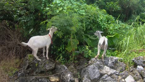 two goats eating wild bushes, grass and shrubbery