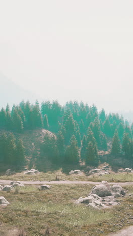 misty forest path