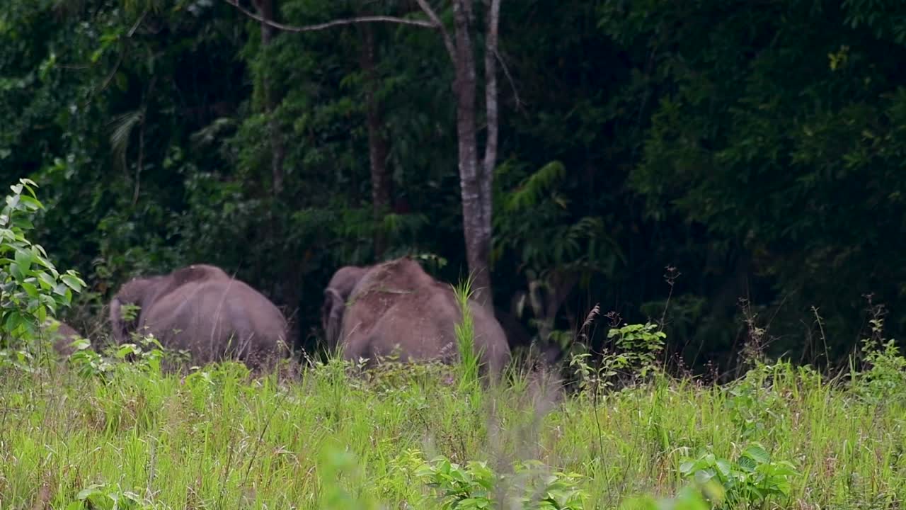 The Asiatic Elephants are endangered species and they are also residents of Thailand