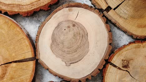 Aged  cracked  wooden  circular tree section with rings