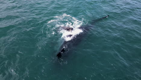 Striking-white-blaze-on-Right-whale's-belly,-perky-calf-seeking-attention