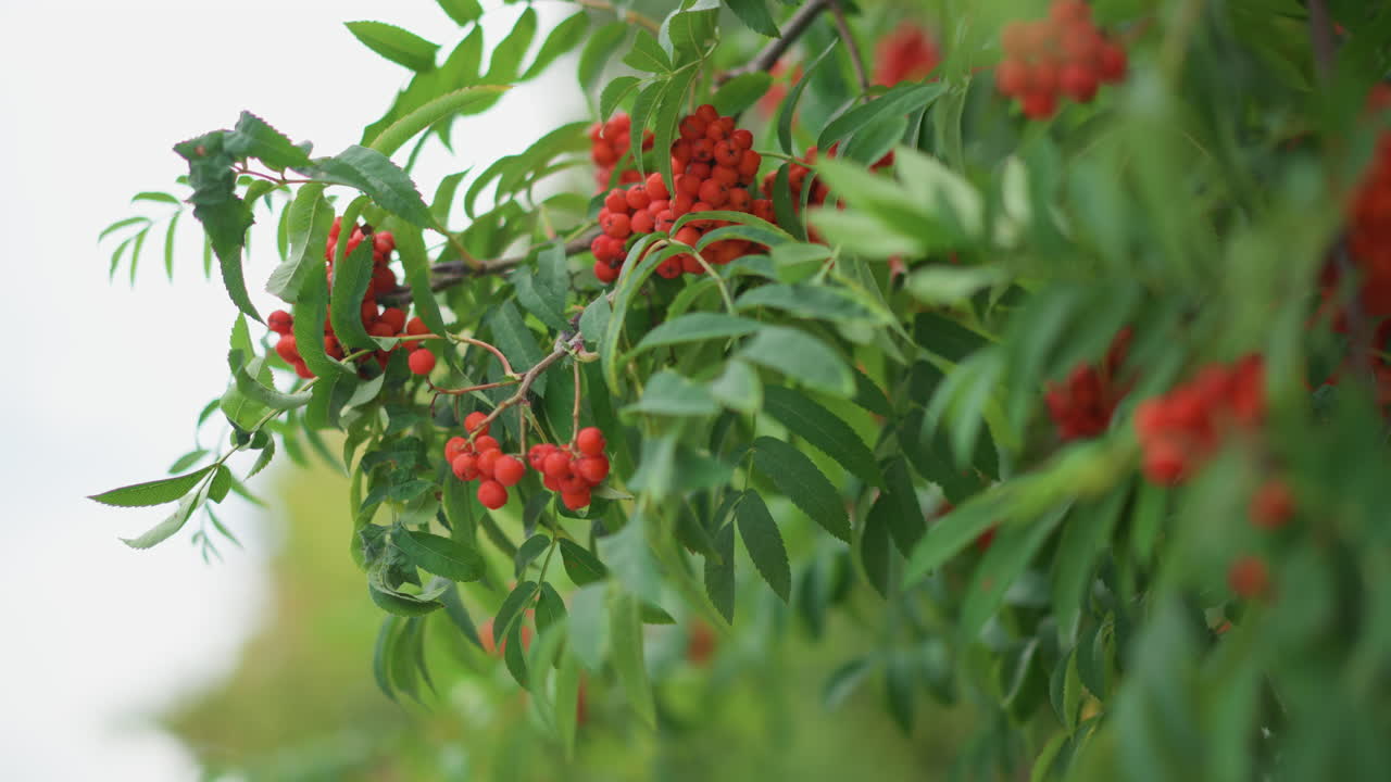 Rowan Berries On Leafy Branch Gently Swaying In Sunlight With Vibrant Red Clusters, Soft Bokeh Background, Pastoral Calm, Closeup Texture And Vivid Color For Seasonal, Botanical And Culinary Scenes