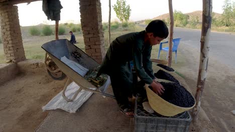 Vendiendo-Bayas-De-Mirto