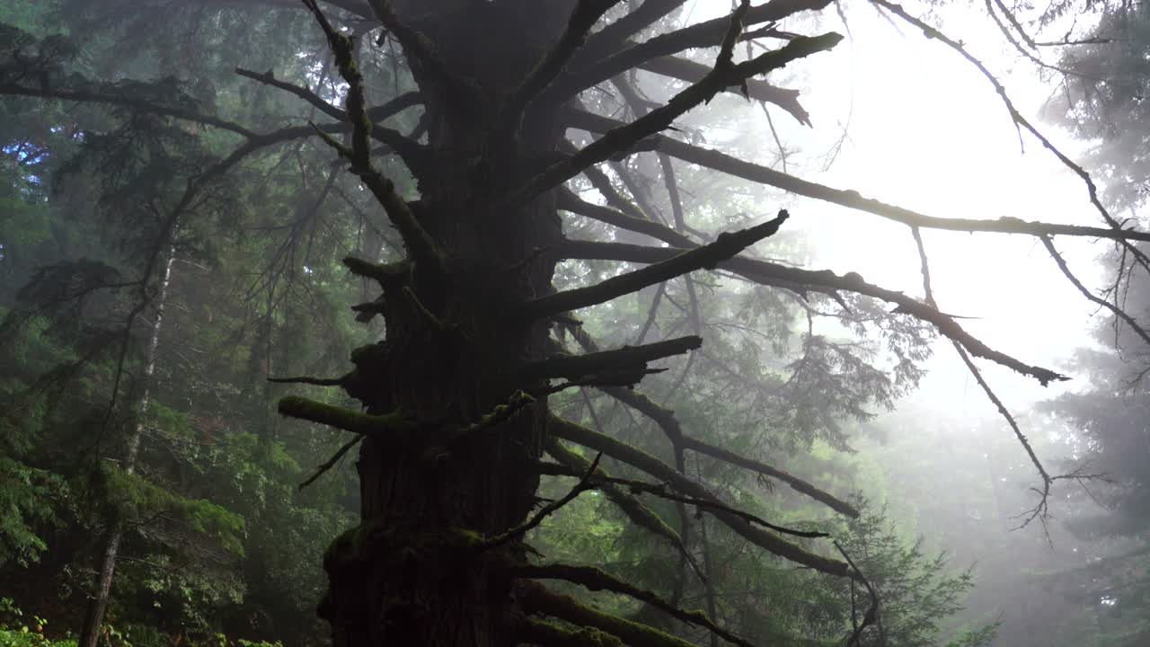 Dead spooky tree in Redwood National State Park Forest California rainy fog morning tall lush greenery plants Sinkyone Wilderness sequoia cloudy peaceful wilderness landscape nature circle left