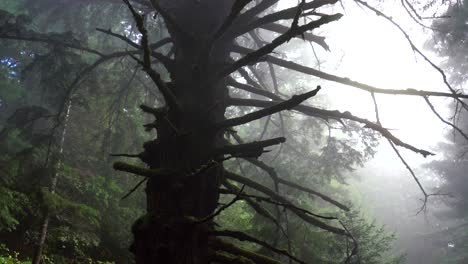 dead spooky tree in redwood national state park forest california rainy fog morning tall lush greenery plants sinkyone wilderness sequoia cloudy peaceful wilderness landscape nature circle left