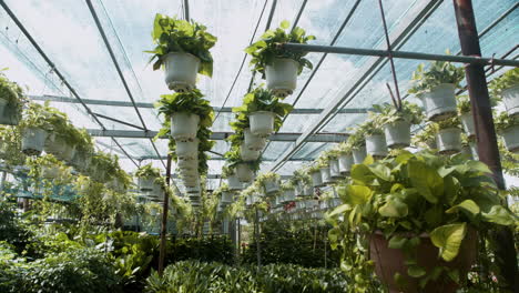 Big-greenhouse-interior