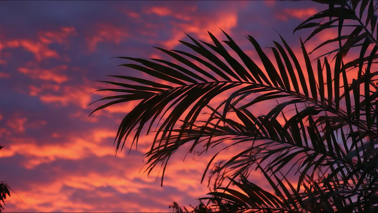 A Serene Tropical Sunset Illuminating Silhouette of Palm Fronds Against a Multifaceted Sky of Brilliant Hues and Textures During the Golden Hour