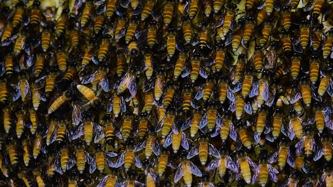 se sabe que las abejas melíferas gigantes construyen grandes colonias de nidos con bolsillos simétricos hechos de cera para almacenar miel como fuente de alimento.