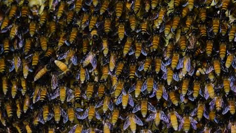 Se-Sabe-Que-Las-Abejas-Melíferas-Gigantes-Construyen-Grandes-Colonias-De-Nidos-Con-Bolsillos-Simétricos-Hechos-De-Cera-Para-Almacenar-Miel-Como-Fuente-De-Alimento.