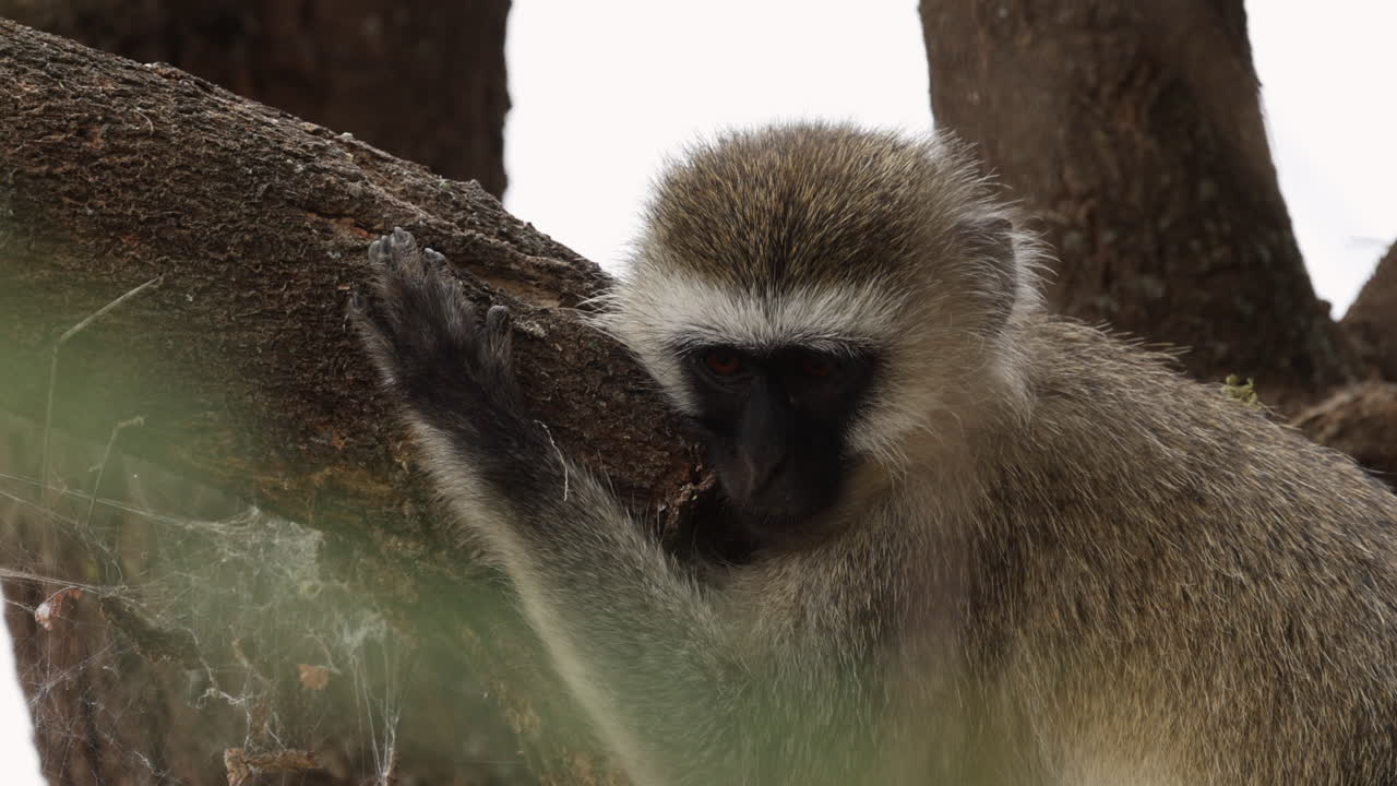 mono sentado en un árbol y un parque nacional en tanzania, áfrica