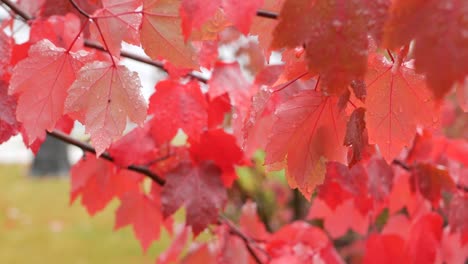 Rain drops, red autumn maple tree leaves. Water droplet, wet fall leaf in forest