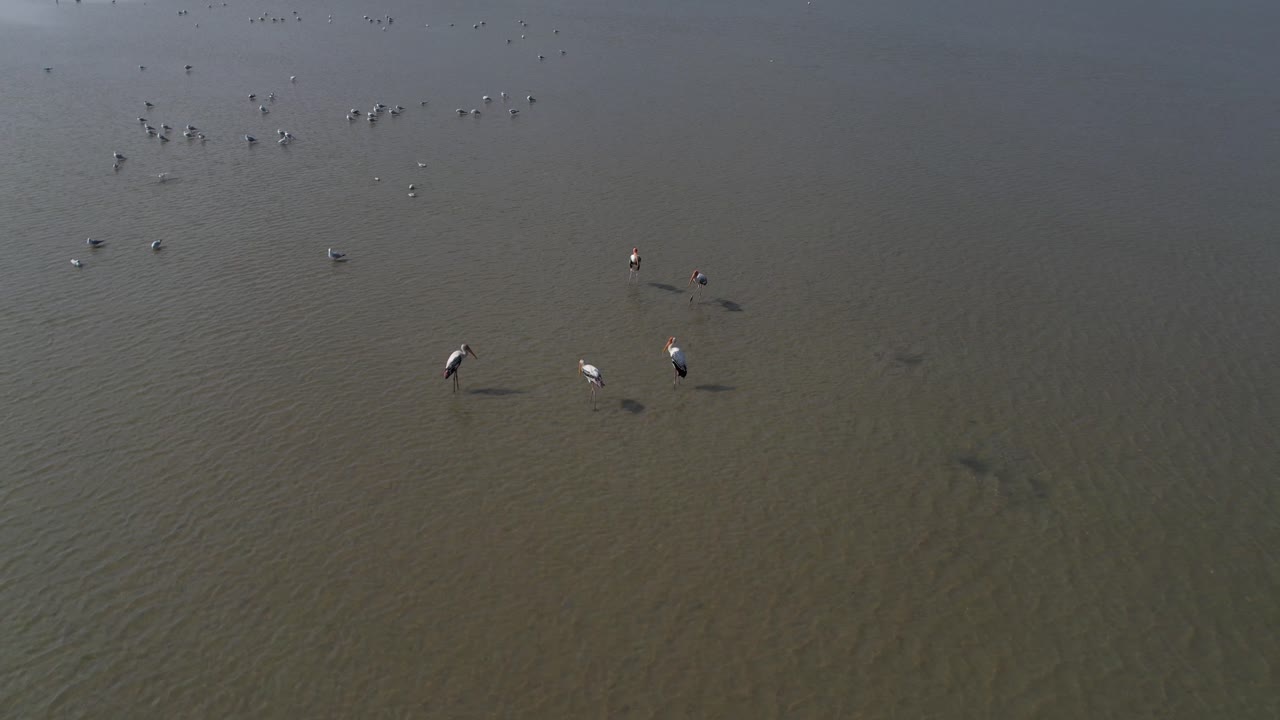 담수 서식지 에서 물고기 를 사냥 하는 새 들 의 공중 촬영