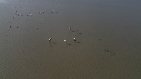 Imágenes-Aéreas-De-Aves-En-Una-Tierra-Estancada-De-Agua-Dulce-Cazando-Peces