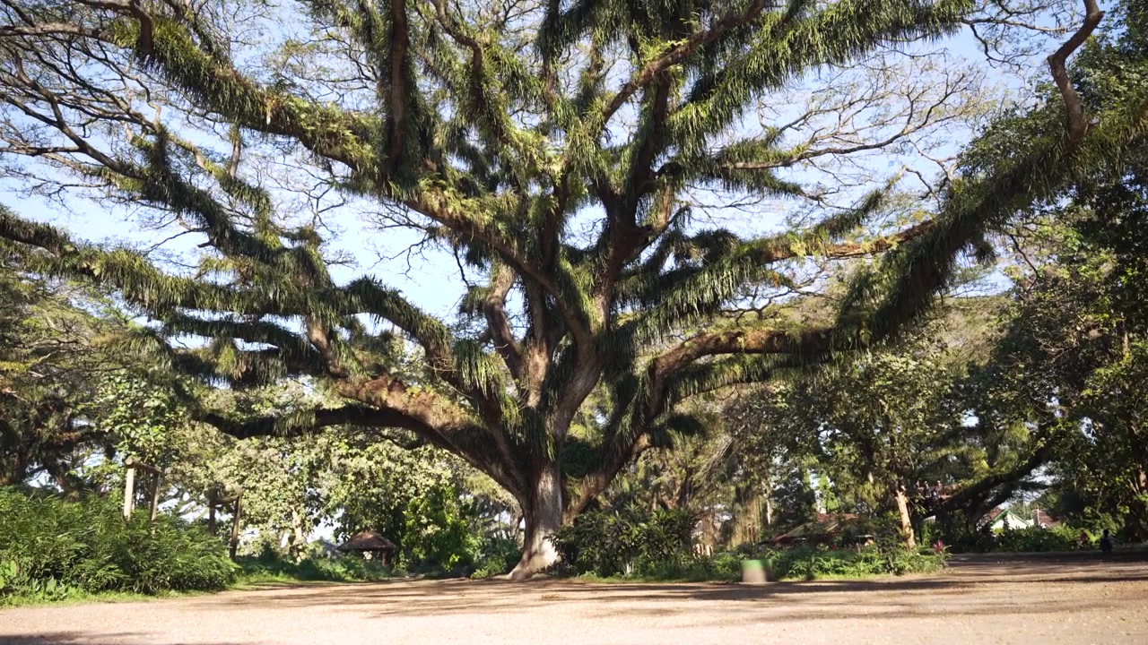Foresta di De Djawatan con imponenti alberi di Trembesi vicino a Banyuwangi in Indonesia