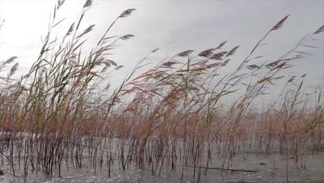 tallos de caña meciéndose en el viento y las olas del lago