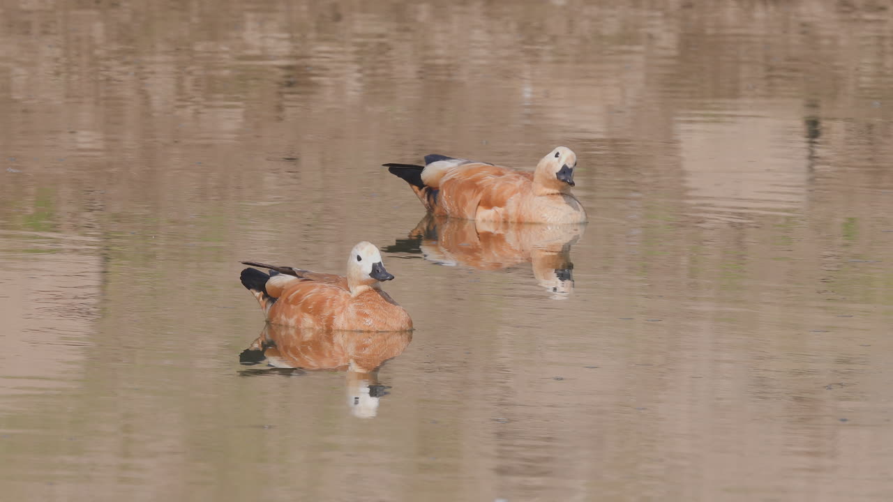 A pair of ruddy shelducks glides calmly across the water in the soft light of early morning India