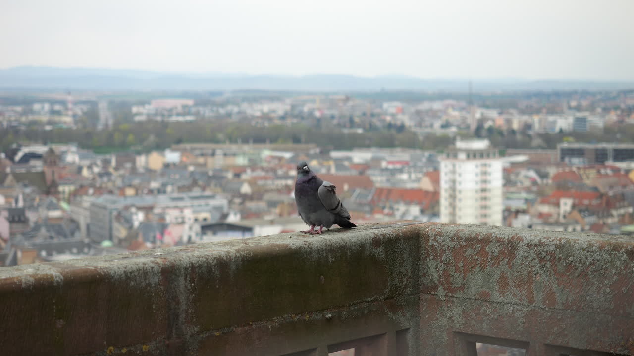 Piccione appollaiato sulla cima della Cattedrale di Notre Dame di Strasburgo, Strasburgo, Francia