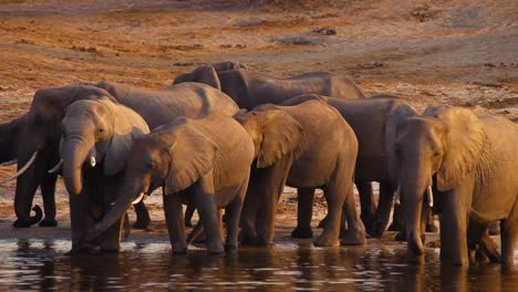 a herd of elephants drinking water from a river during the sunset in botswana