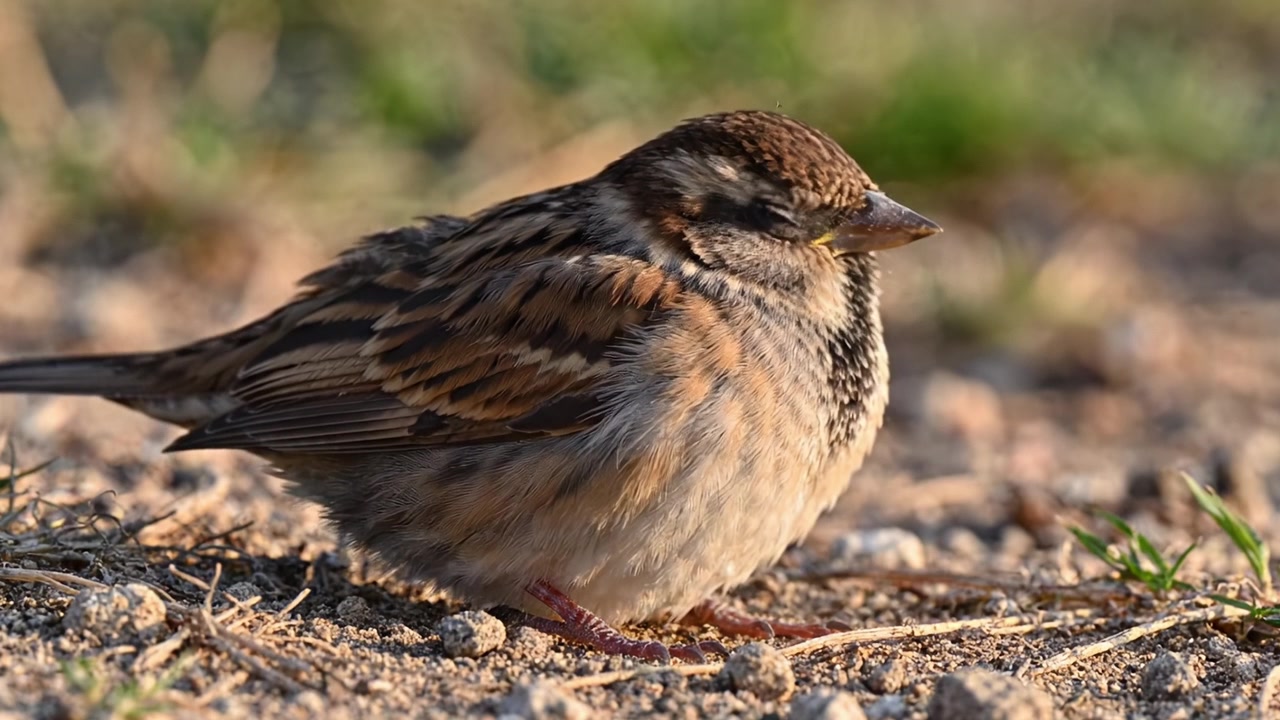 A Close-Up View of a Small Sparrow Resting on the Ground Surrounded by Blades of Grass in a Natural Habitat Environment