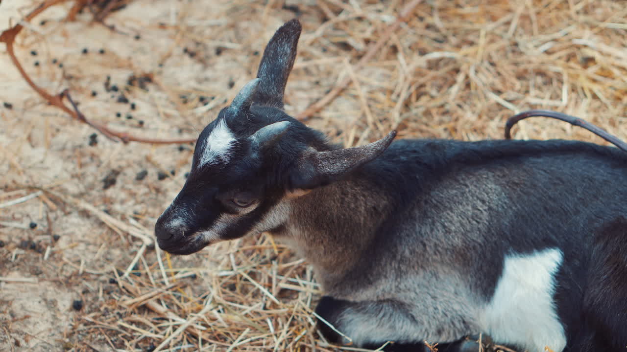 들판 에 있는 어린 염소