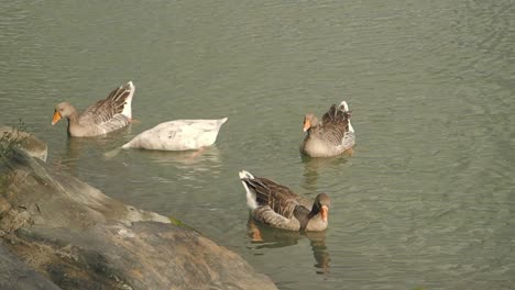 four geese swimming in a calm body of water