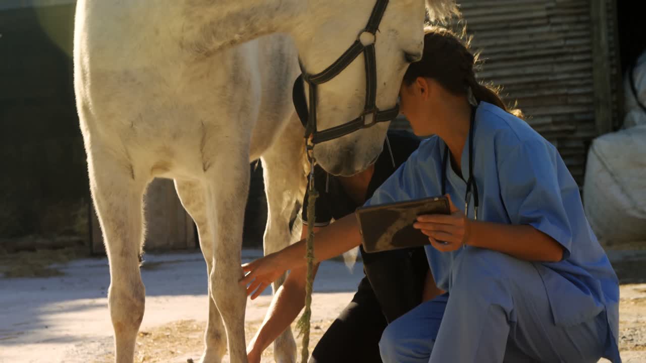 veterinario y mujer interactuando mientras examinan al caballo 4k