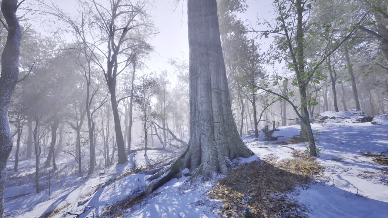 Majestic winter forest landscape with towering trees and soft snow cover