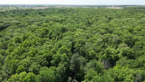 drone aerial over large thick lush green forest conservation area