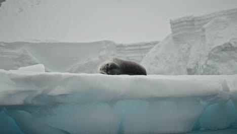 stunning shot of leopard seal on big ice float with amazing colors