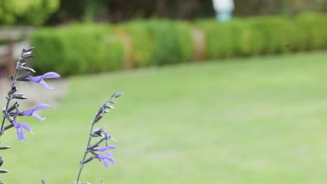 Close-up of delicate purple flowers gently moving in the wind, set against a sunlit, manicured garden lawn with soft natural lighting and shallow depth of field