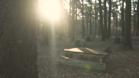 forest playground at sunset