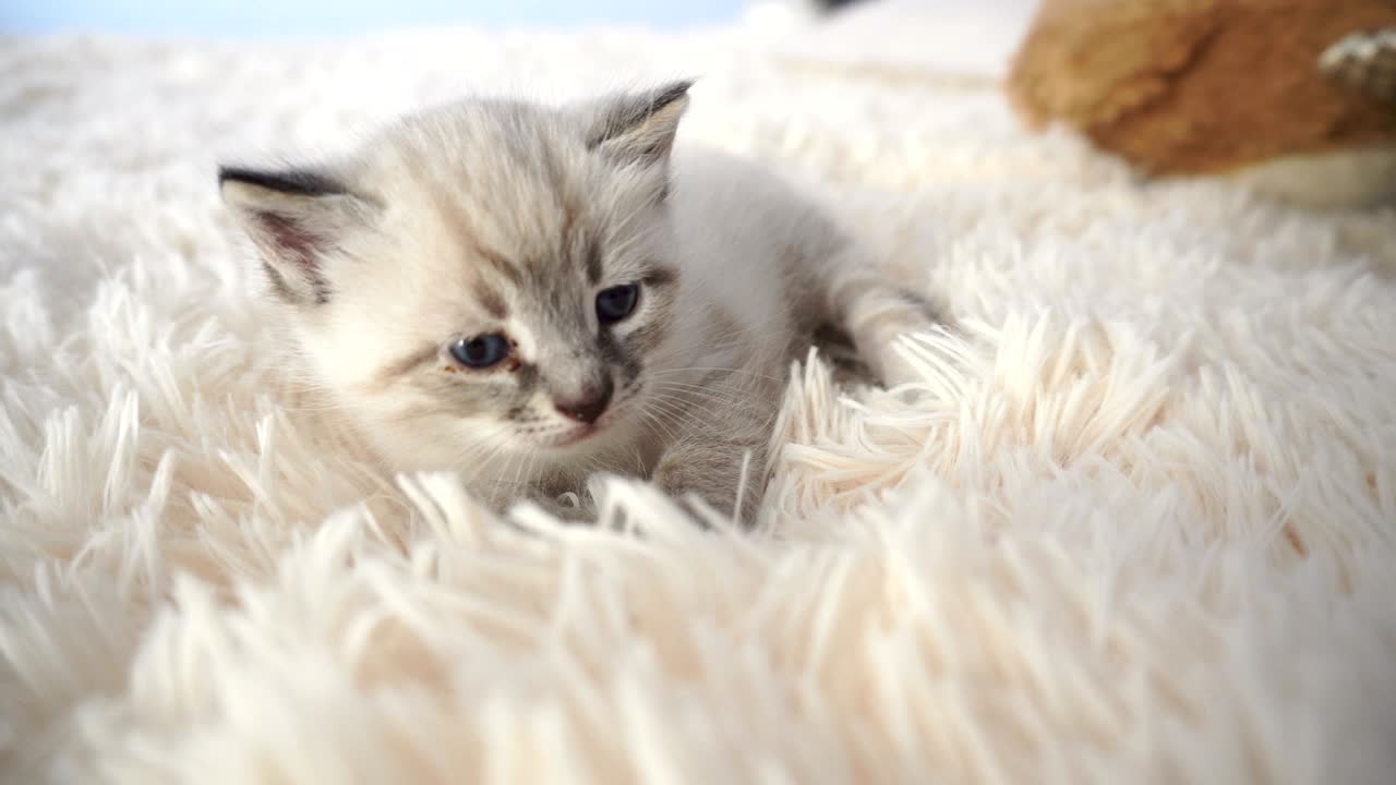 담요 위에 있는 털털한 작은 새끼 고양이