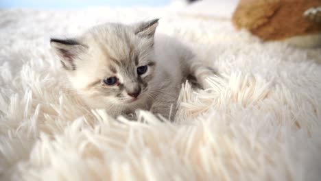 fluffy little kitten on a blanket