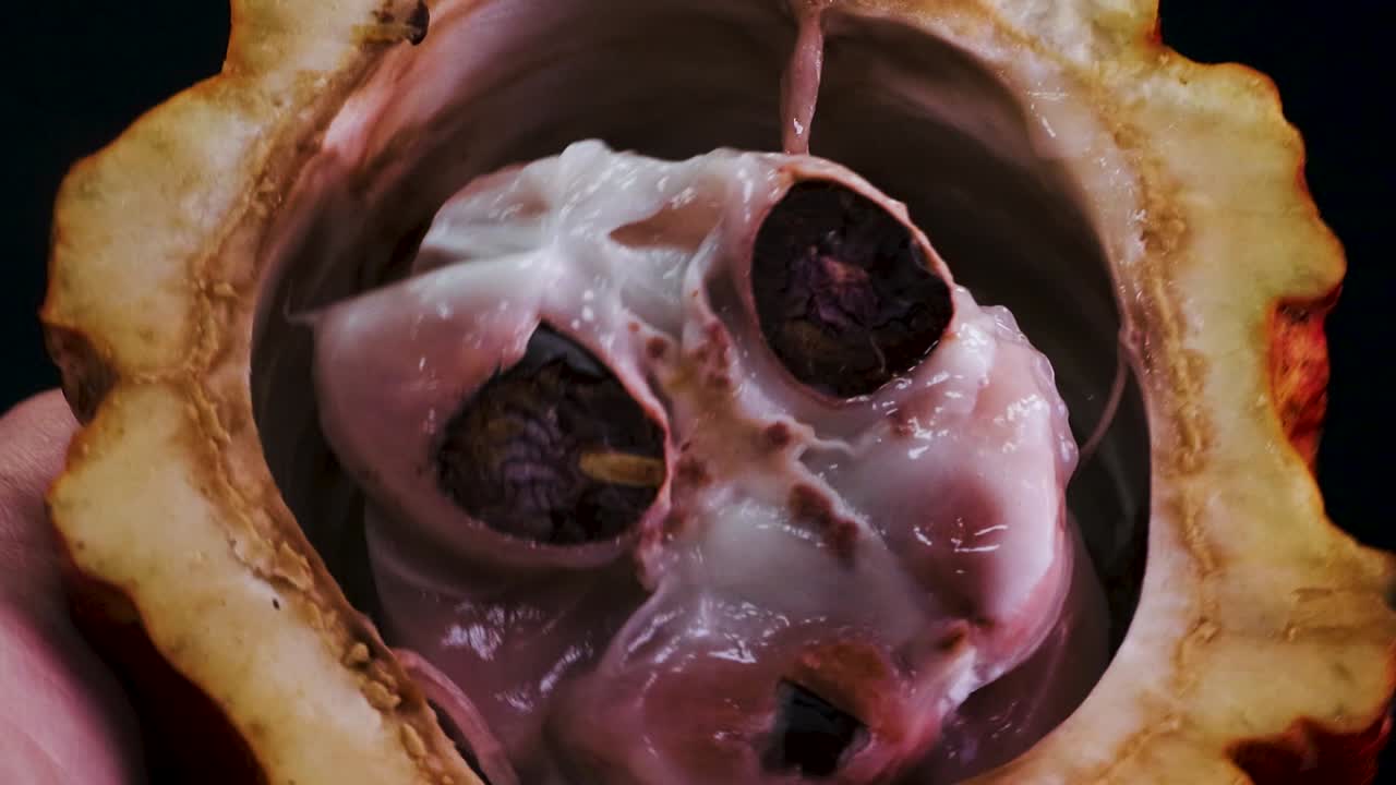 All'interno del baccello del frutto del cacao - Theobroma cacao