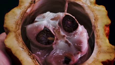 dentro de la vaina del fruto del cacao - theobroma cacao