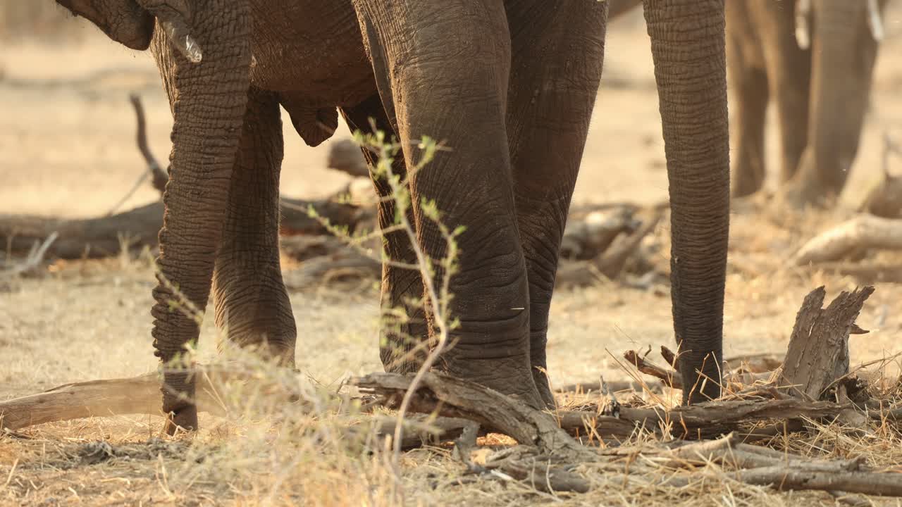 남아프리카 공화국 에서 코끼리 가 수염 으로 풀 을 흔들고 있다.