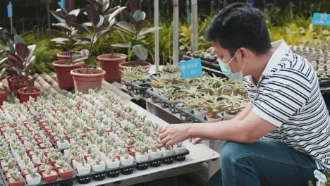 a masked asian man picks up a potted cactus and examines it in bright sunlight inside a greenhouse hothouse garden center