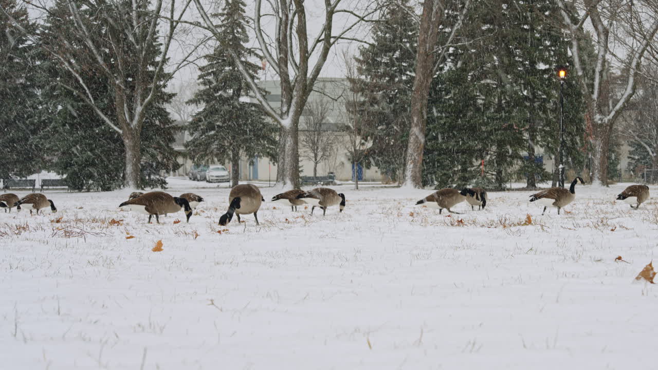 A large flock of Canada geese feeds calmly on snowy ground in a city park during heavy snowfall. Snow falls thickly across the scene