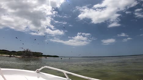 pájaros volando lejos de la isla de los pájaros holbox, méxico